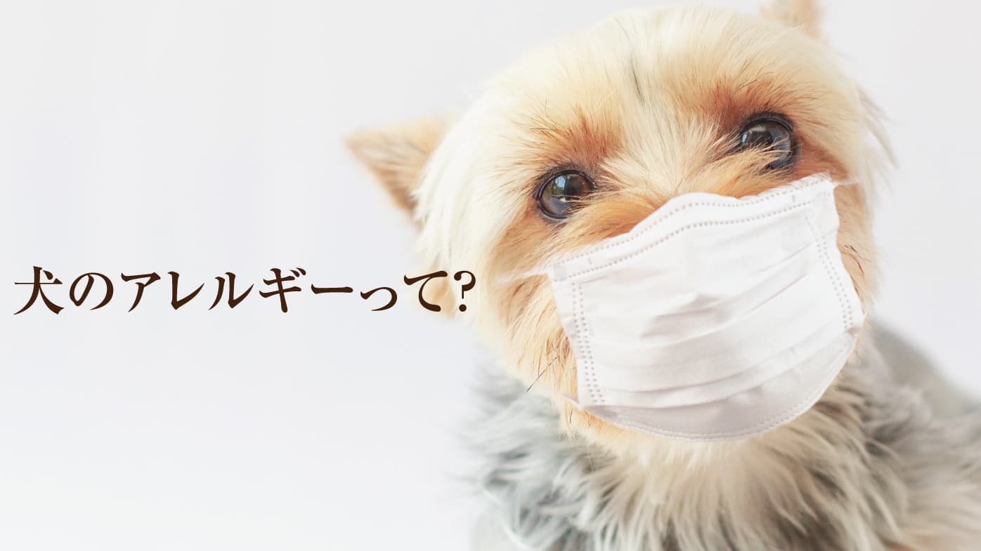 犬のアレルギーって？