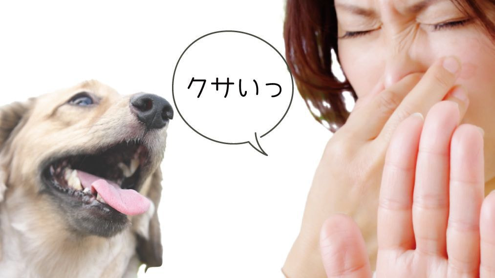 犬の歯周病は怖い