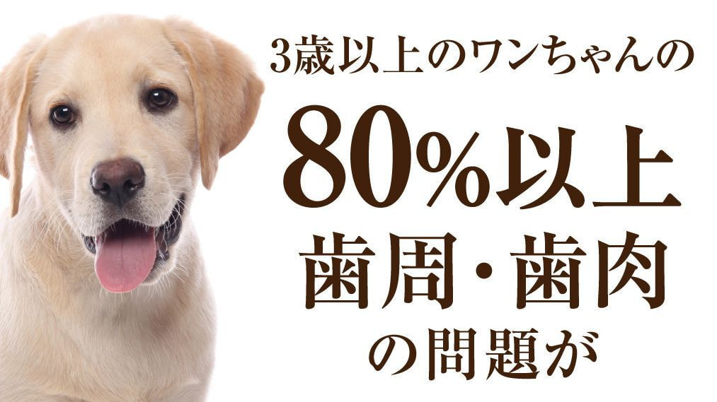 3歳以上の犬の80%以上が歯周病!