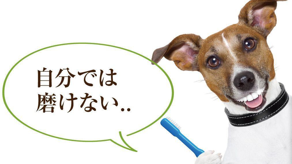 犬に歯周病が多いのはなぜ?