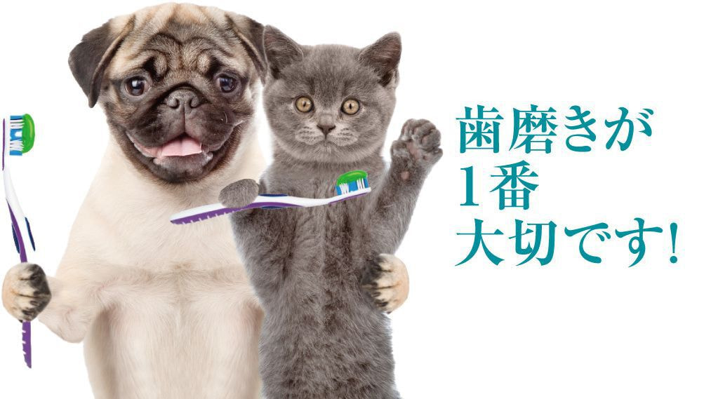 毎日の歯磨きが一番の予防です