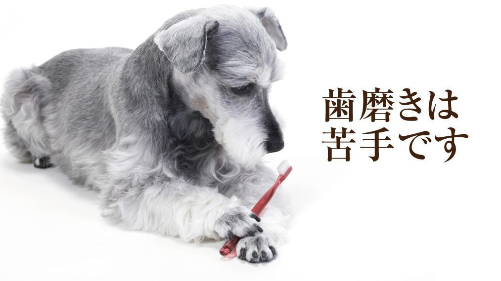 歯磨きは苦手という場合は