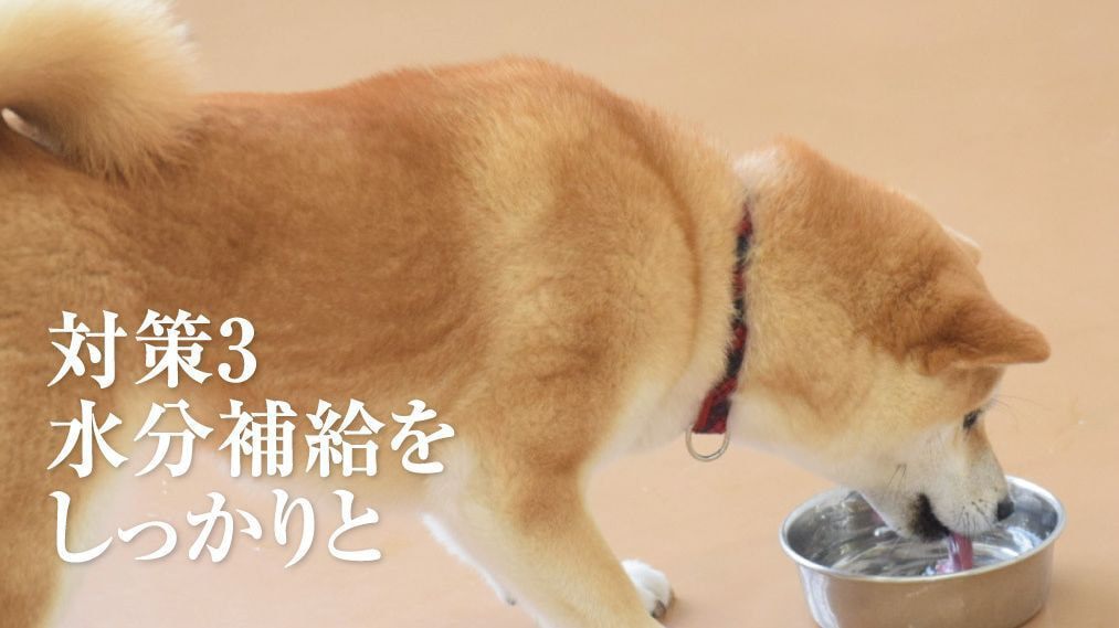 犬の口臭予防の為の水分補給
