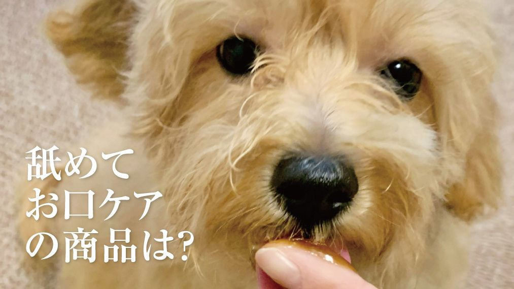 犬のデンタルケア用品について