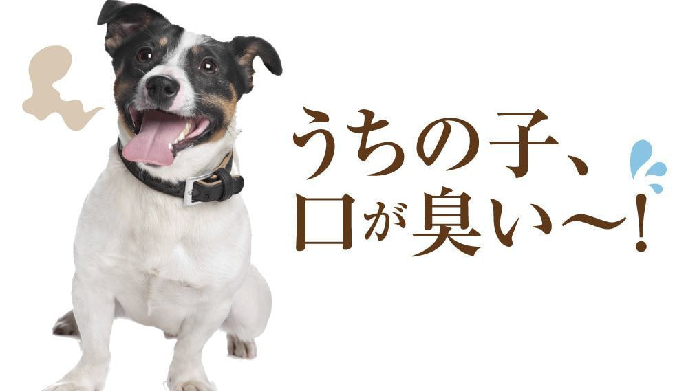 どうして口臭はひどくなるの？