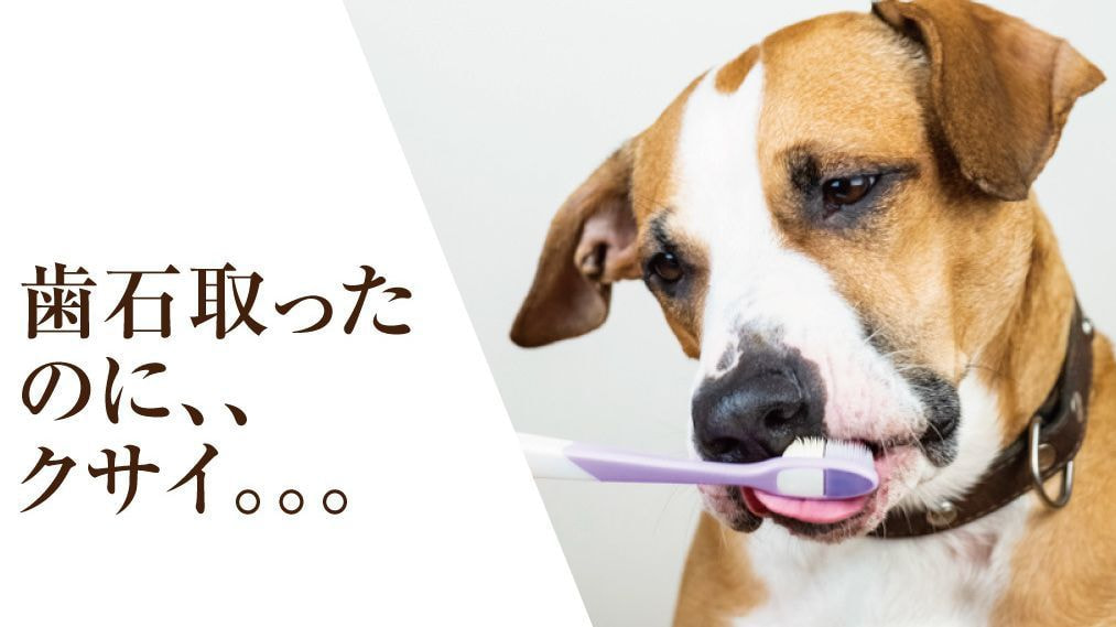 高額を支払って、歯石を除去しても臭う。。