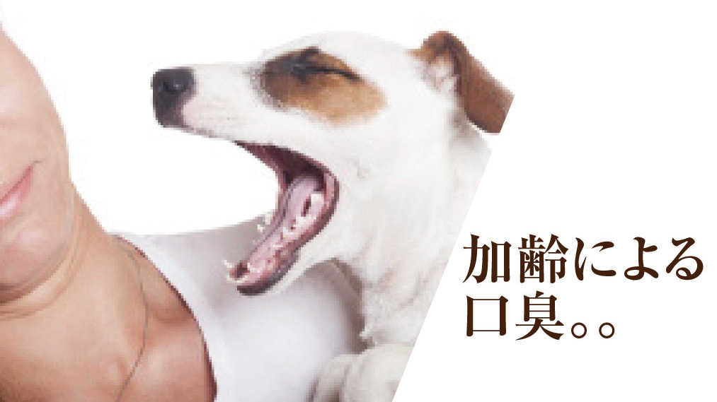 老犬・高齢犬になると口臭が強くなるのはなぜ？