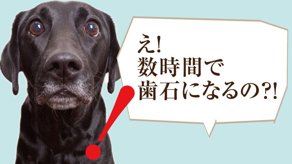 口臭の原因は？