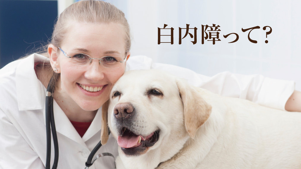 犬の白内障って？