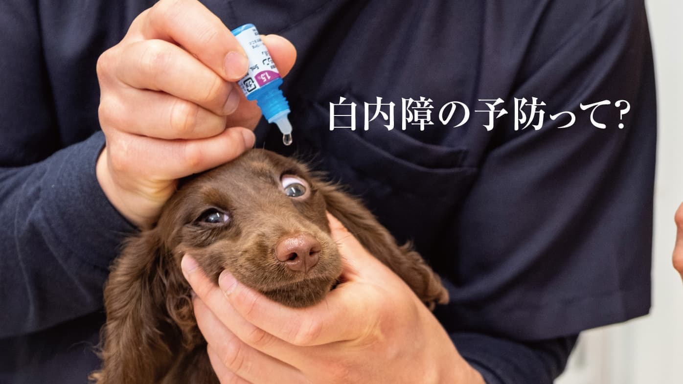 白内障対策は？