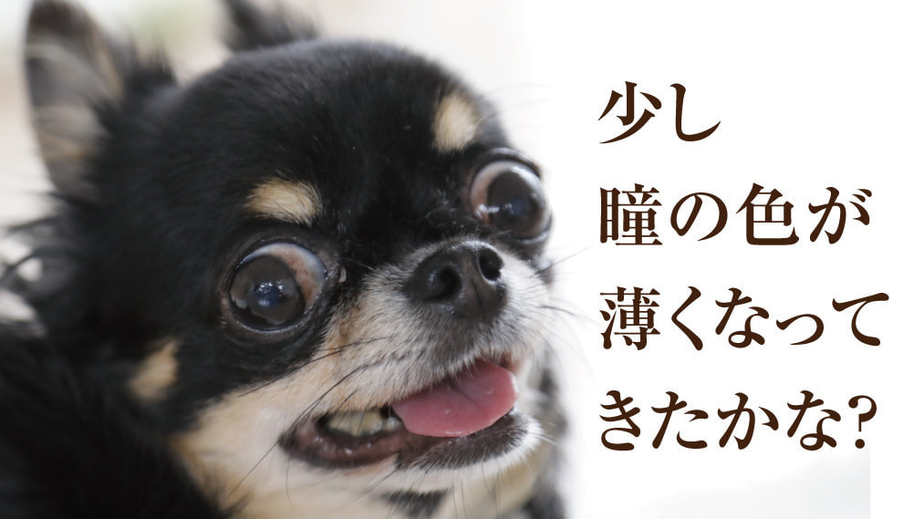 犬は人より、白内障になりやすい