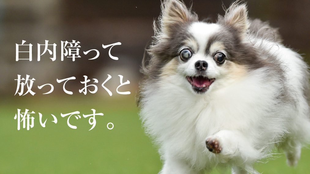白内障を放っておくと怖いです