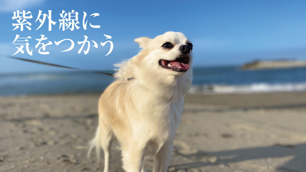 犬の白内障の予防方法