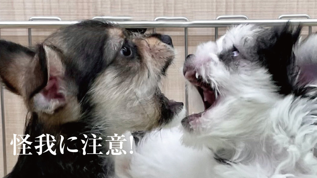 犬の白内障の予防方法