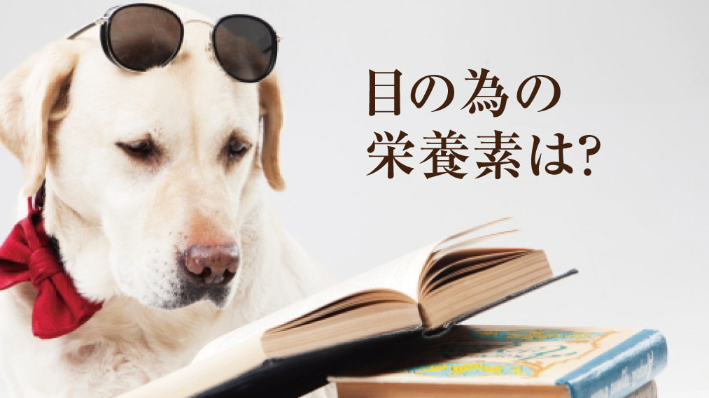 犬の白内障の為の栄養素