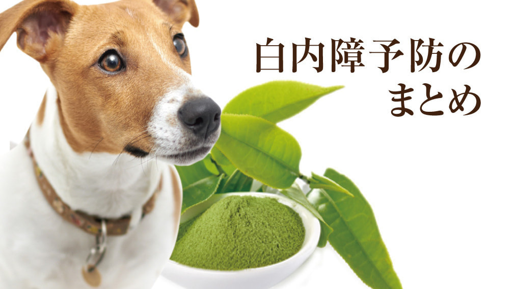 犬の白内障の予防