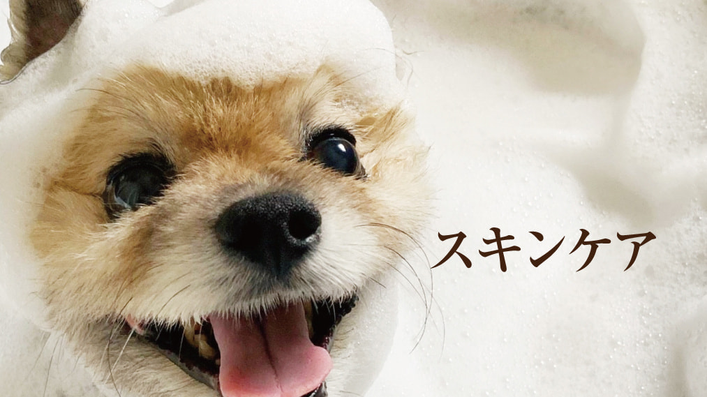犬のアレルギー対策
