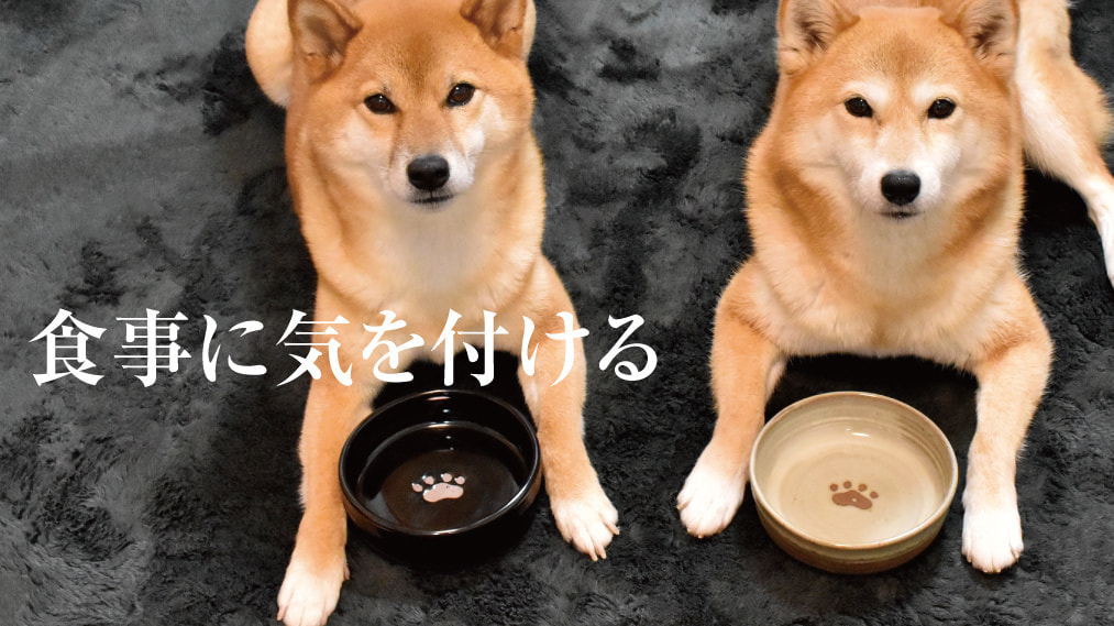 犬のアレルギーの時の食事