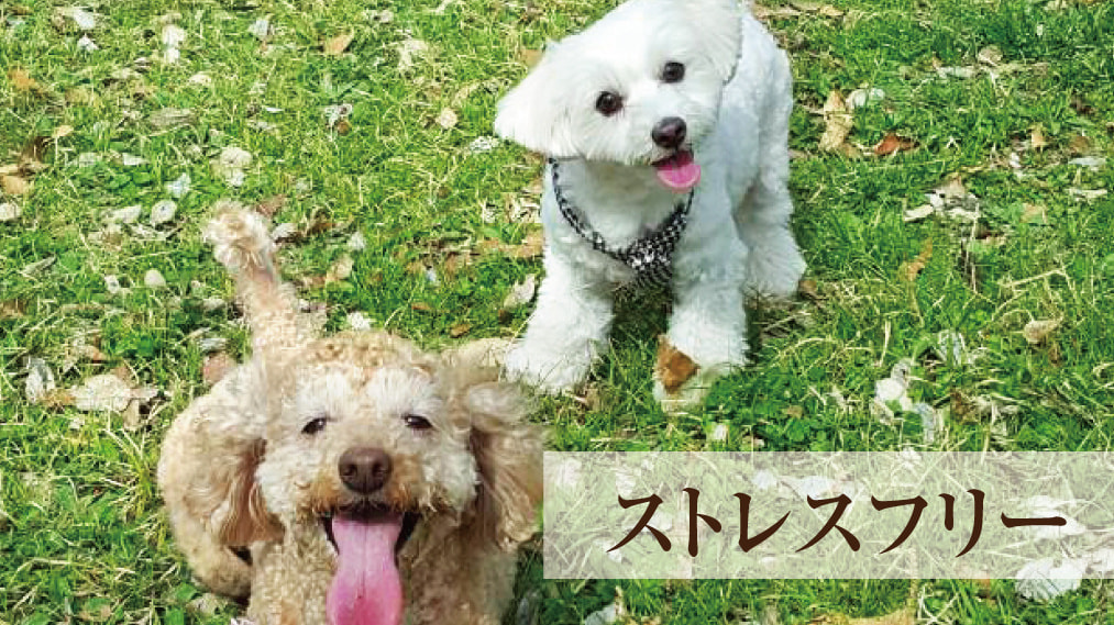犬のアレルギー対策
