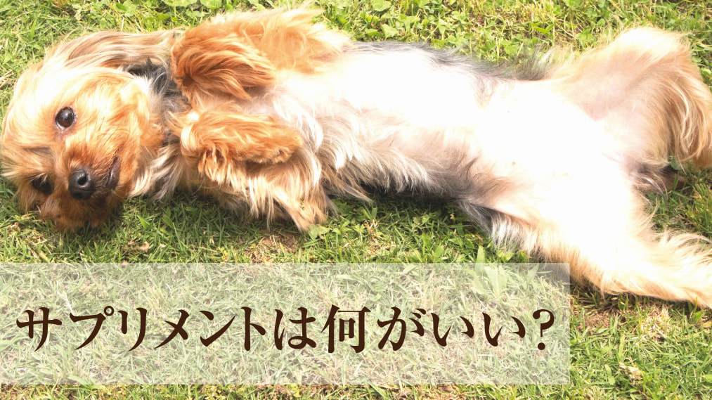 犬のサプリの選び方