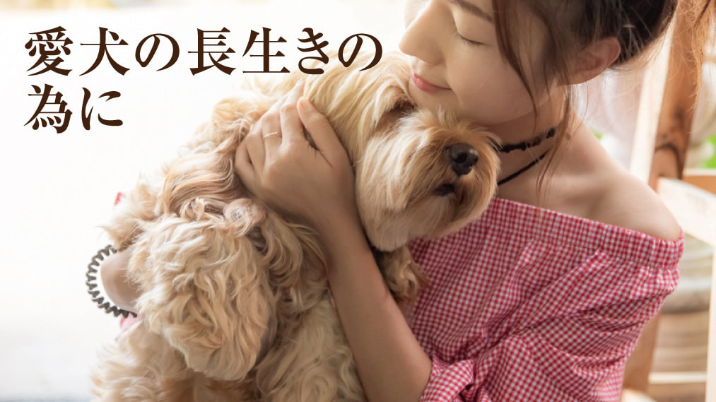 アレルギー犬に出来ること