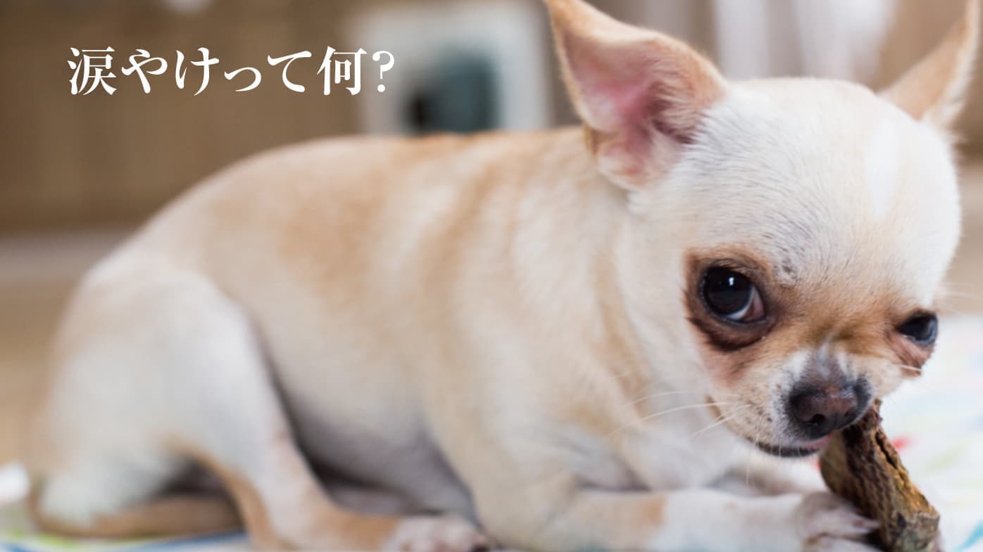 涙やけについて