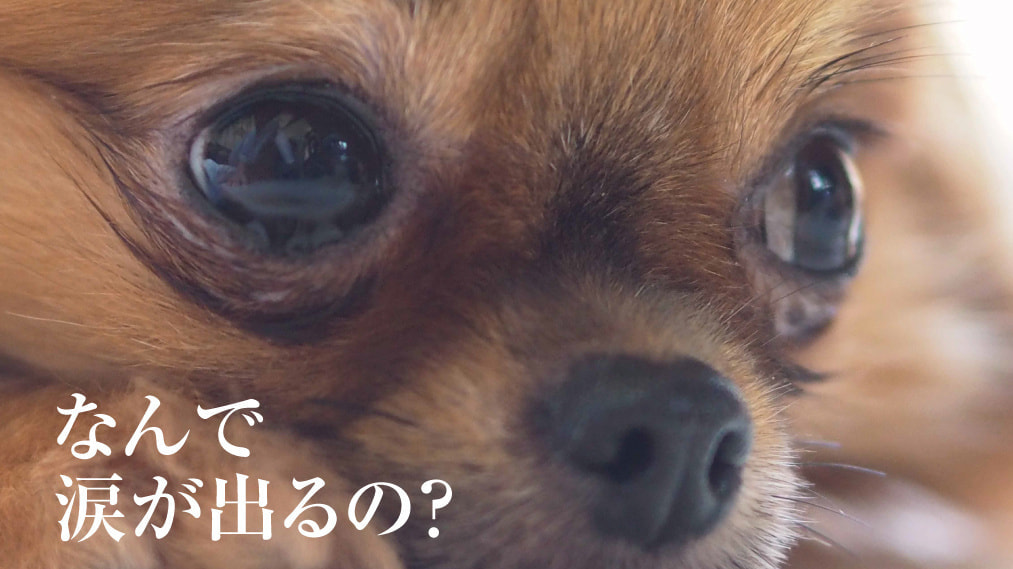 犬の涙の原因