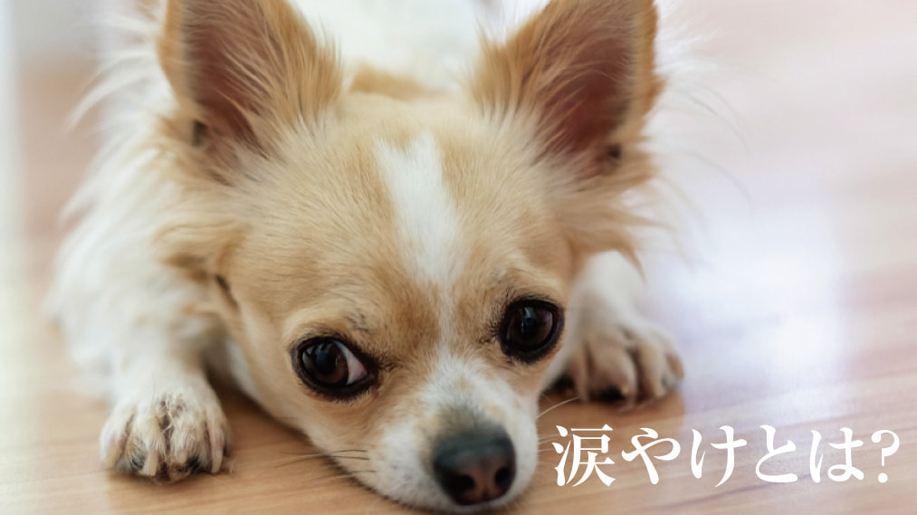 涙やけとは