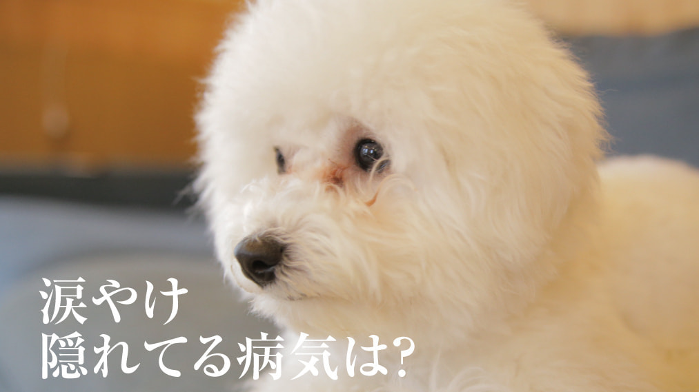 涙やけ・隠れている病気は?