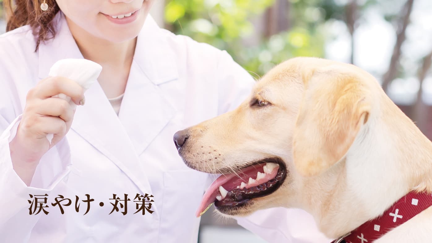 涙やけ対策