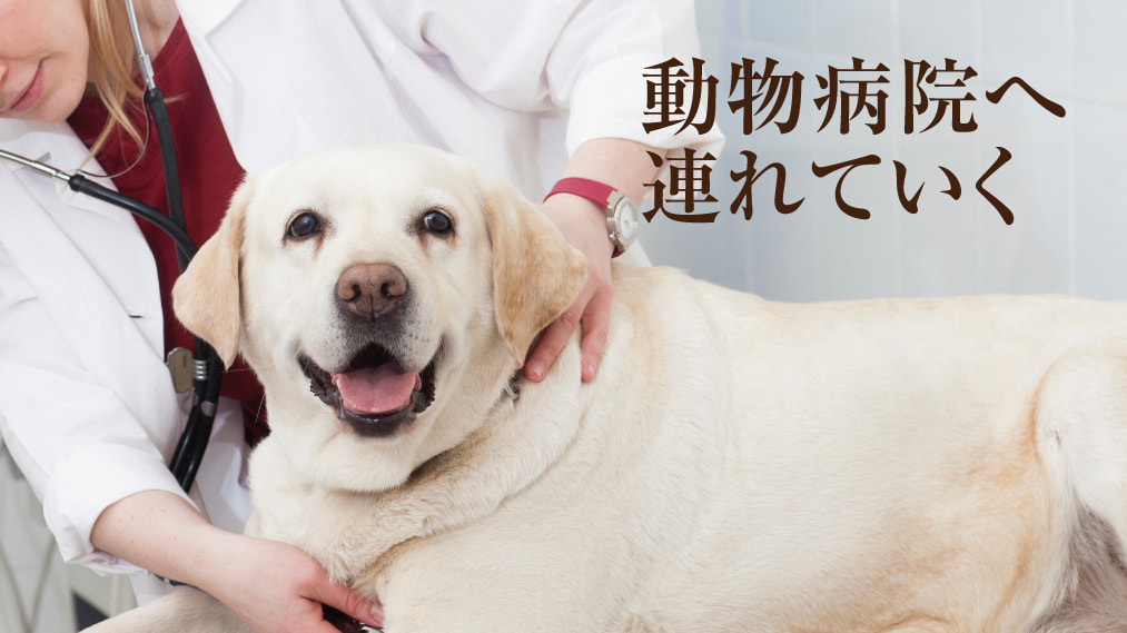 涙やけ対策