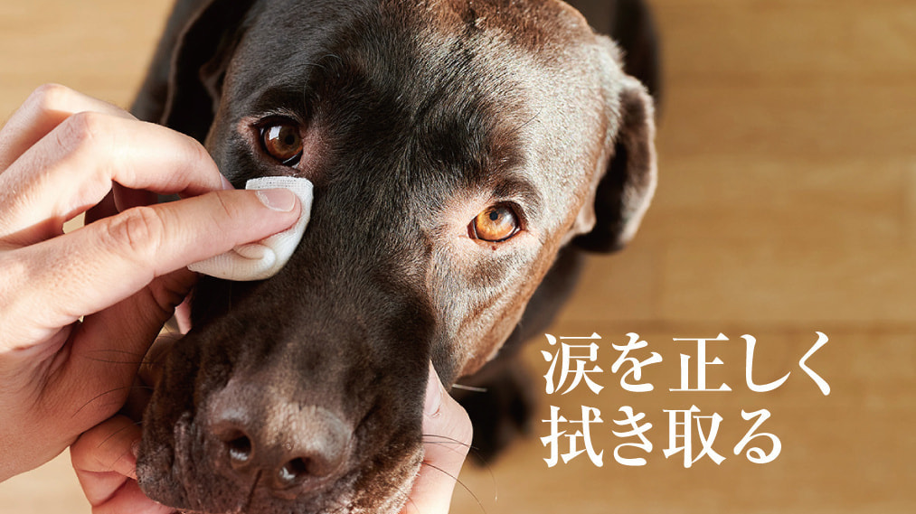涙やけ対策