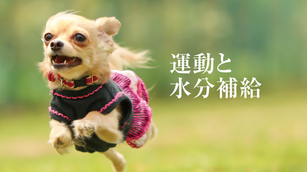 涙やけ対策
