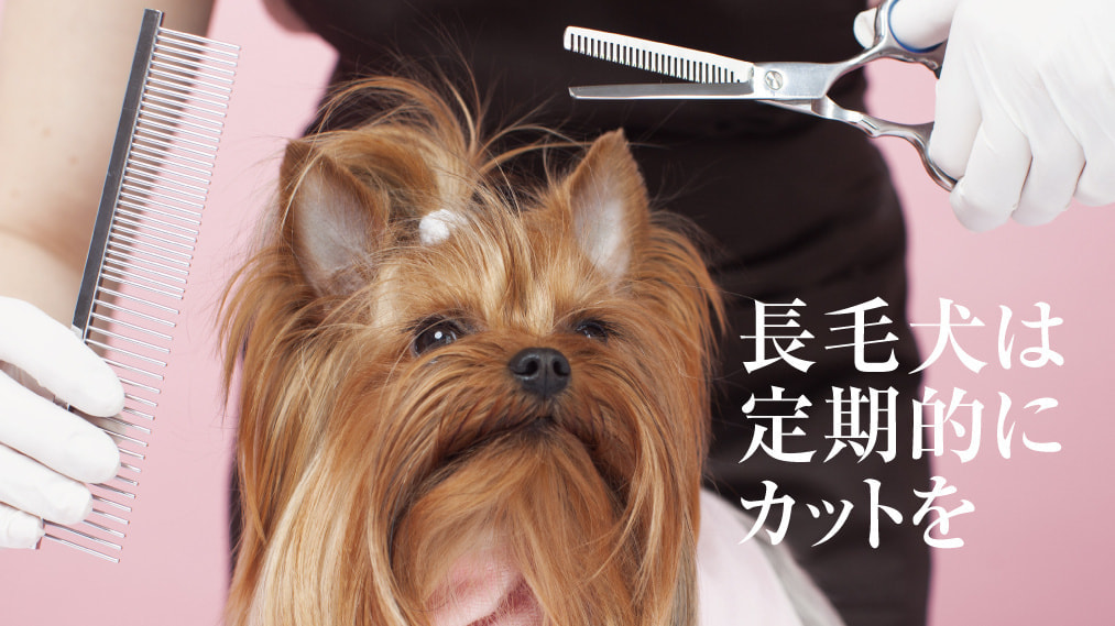 涙やけ対策