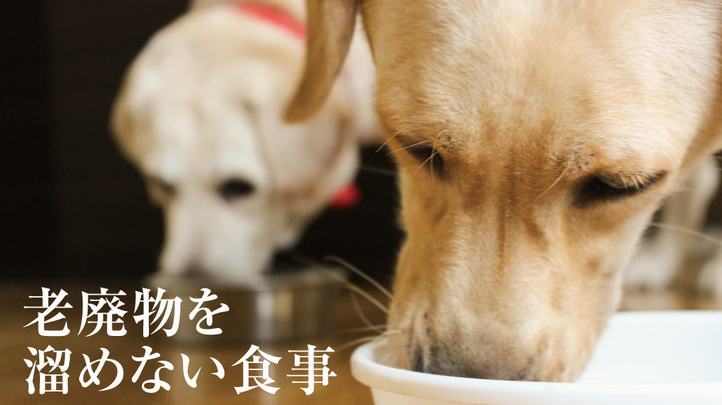涙やけ対策