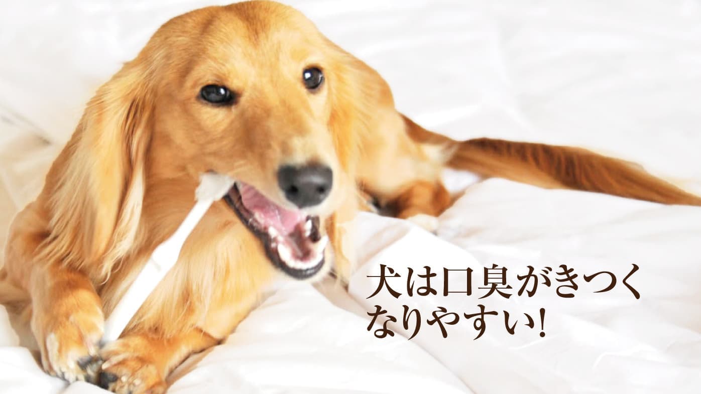 犬は口臭がきつくなりやすい