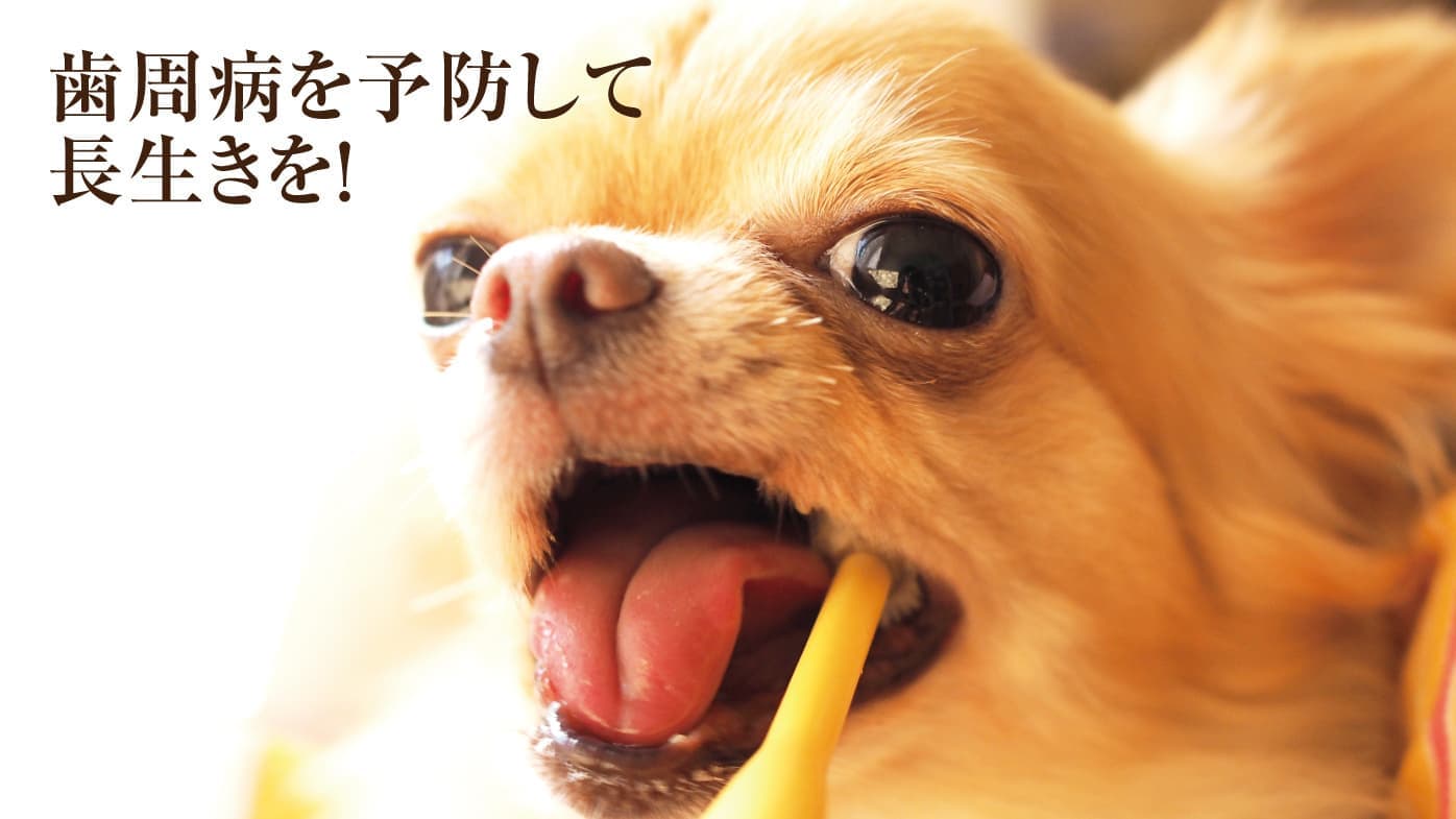 犬の歯周病予防